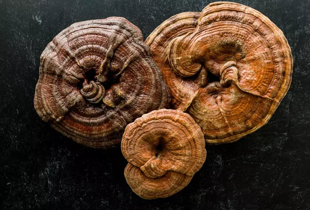 The Reishi Mushroom has immune boosting properties that are beneficial to you system.