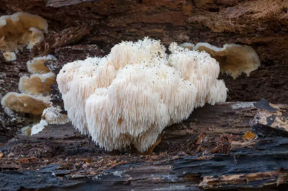 Lion's Mane Mushrooms promote cognitive health.