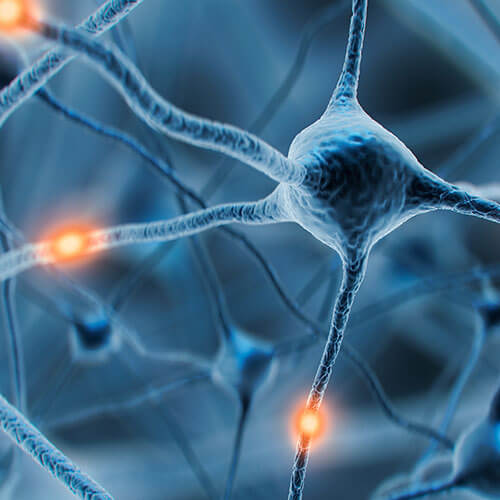 NeuroPlus