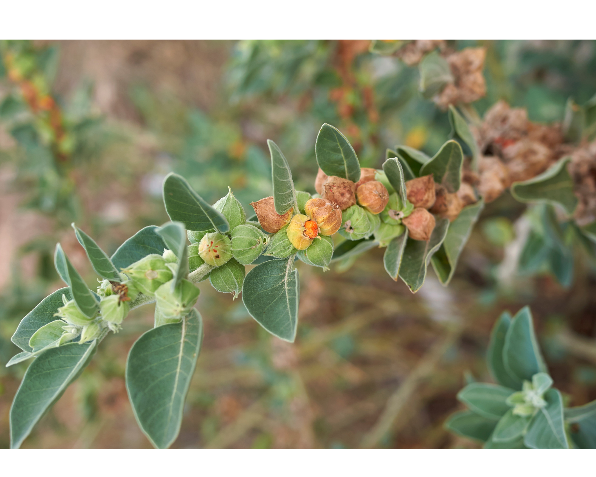 The Ashwagandha or Withania Somnifera Plant.