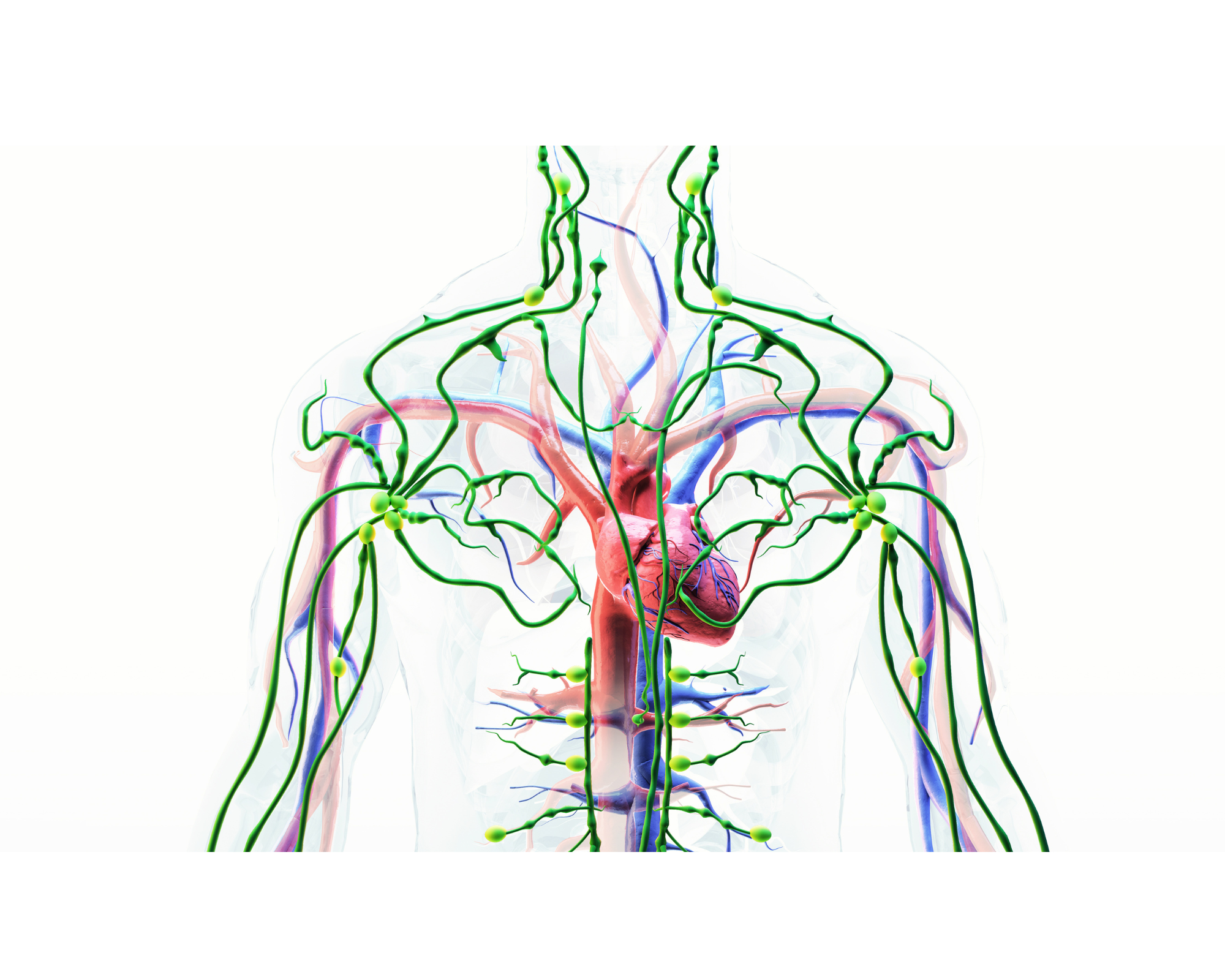 The Lymphatic System is an essential network of vessels throughout the human body.