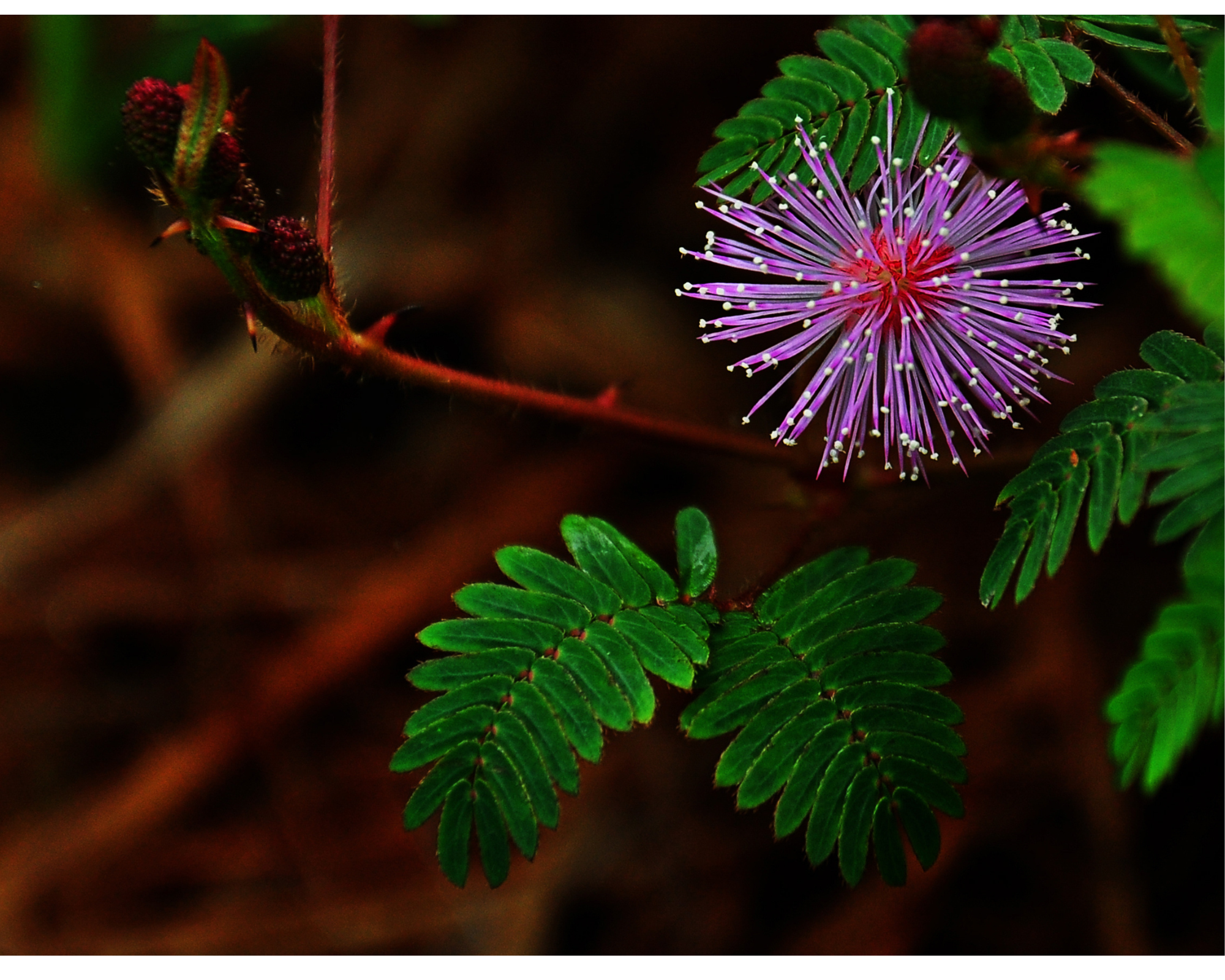 The Mimosa Pudica Plant found in South and Central America.