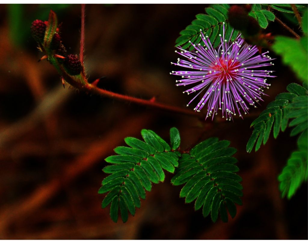 The Mimosa Pudica Plant found in South and Central America.