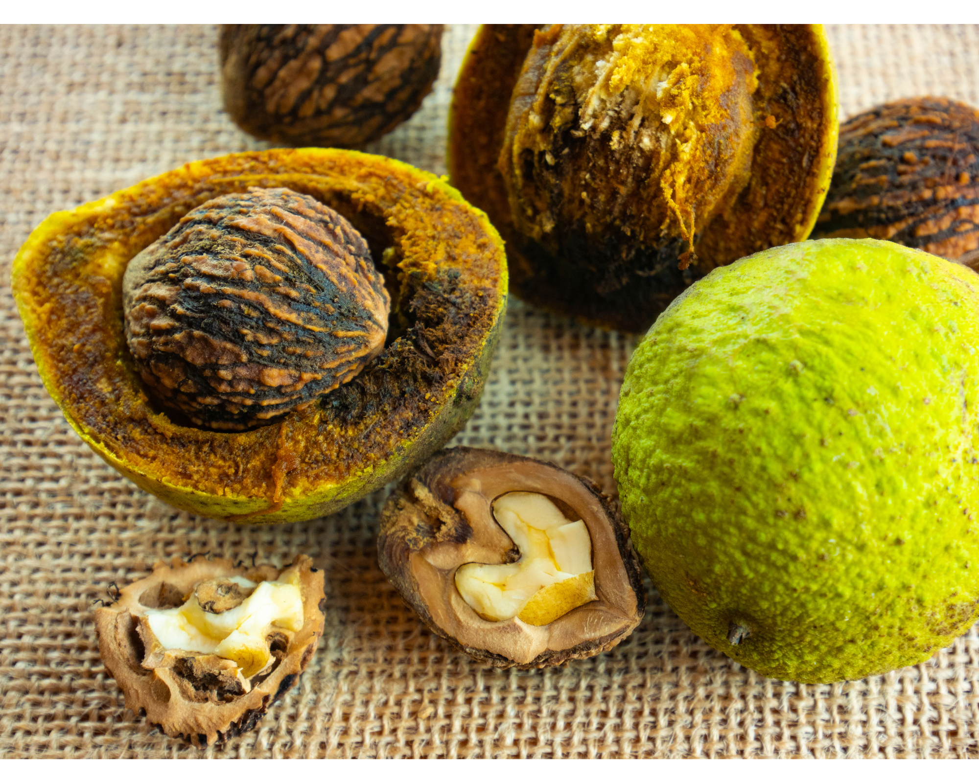 The Black Walnut Hull is well known for it's anti-parasitic properties.