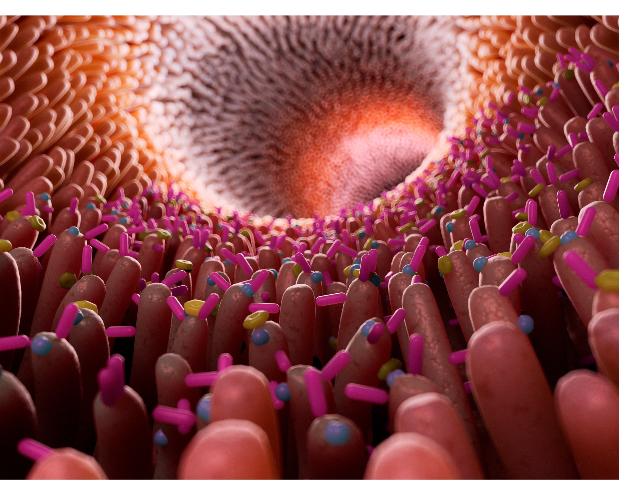 Digestive enzymes start to absorb nutrients in the stomach before continuing through the body.