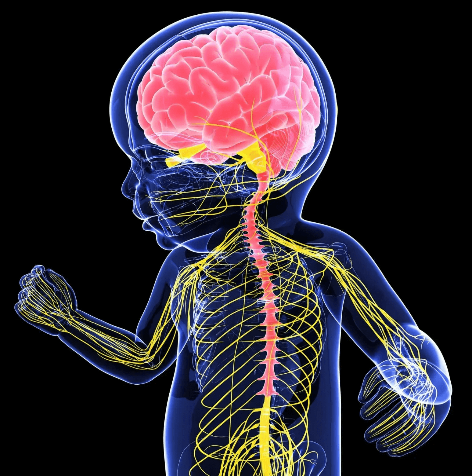 Magnesium plays role in regulating the activity of the nervous system.