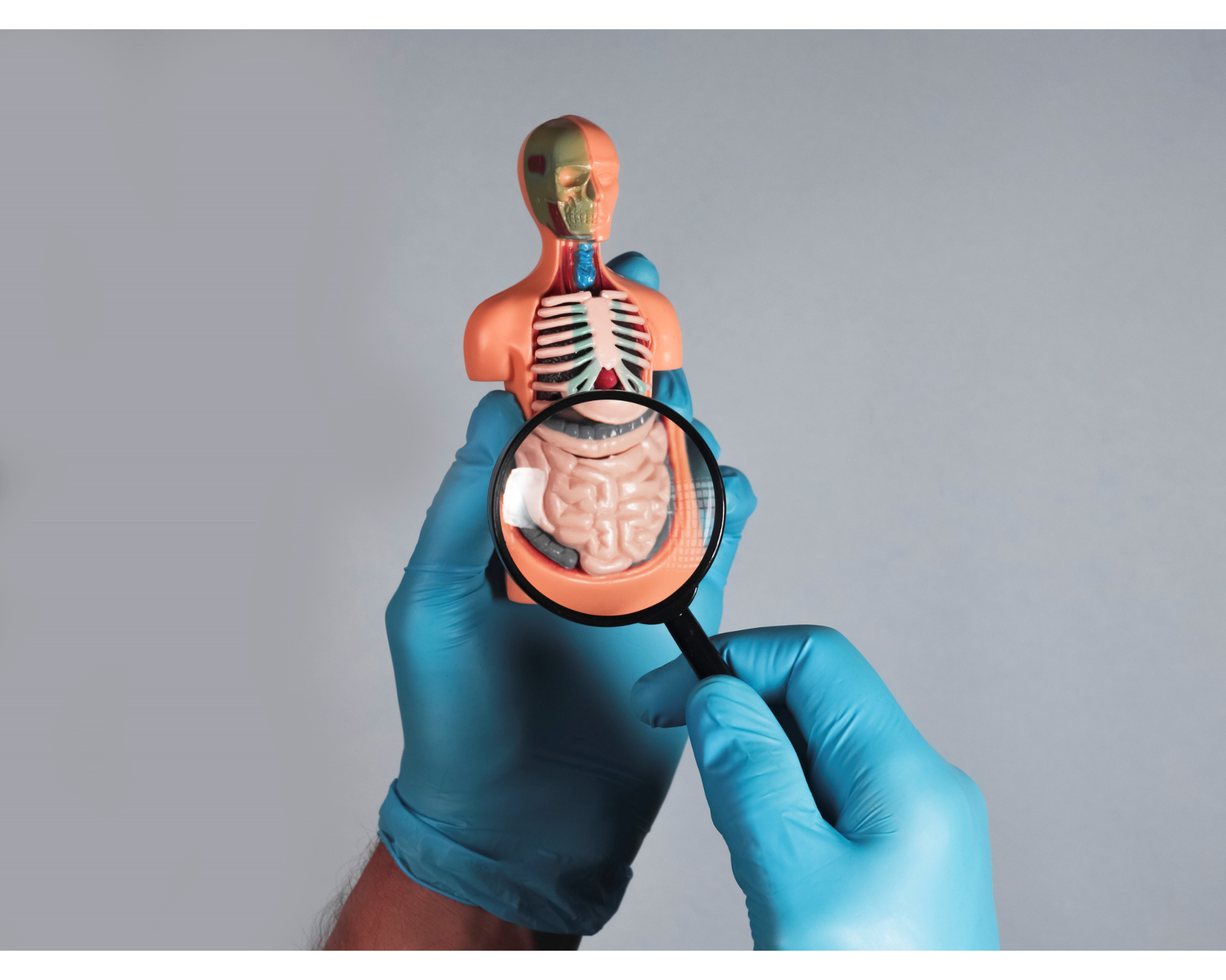 Gut Health is an important part of how out body's function daily, therefore good gut health is essential.