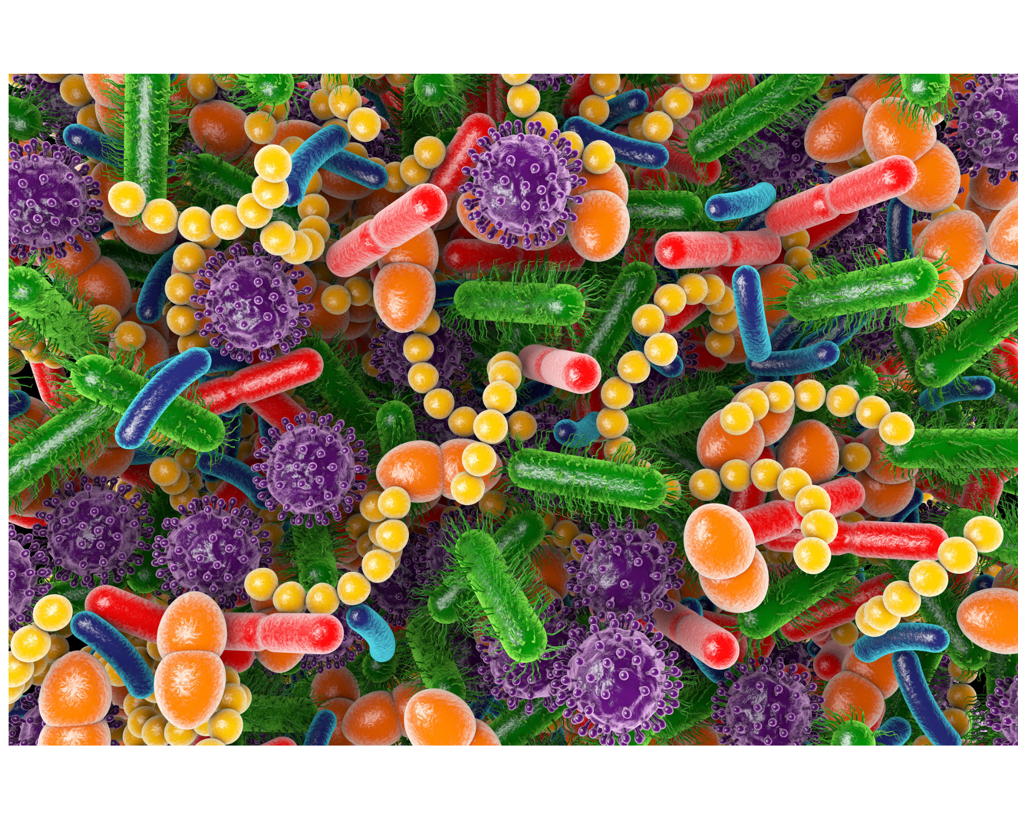Symptoms of bad gut bacteria are caused by an upset in the balance of gut microbiota.