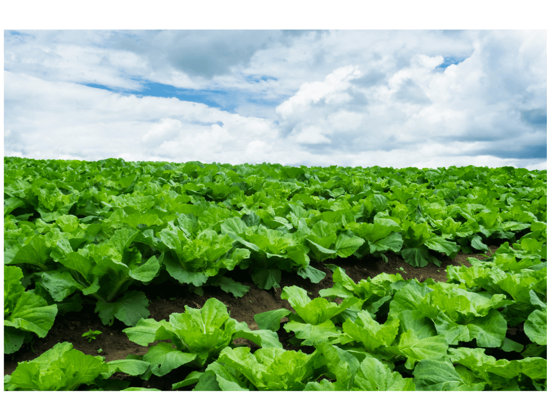 The Clean Fifteen is a list of fruits and vegetables with the lowest found pesticide residues. 