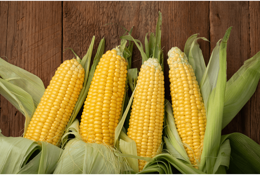 Sweet corn has a thick outer husk that helps shield the kernels from pests and reduces the need for pesticides