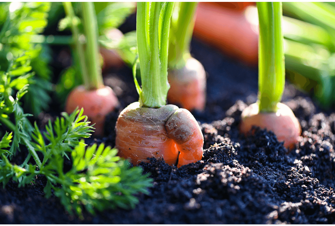 Carrots are on the Clean Fifteen list as they grow underground and are exposed to less chemicals.